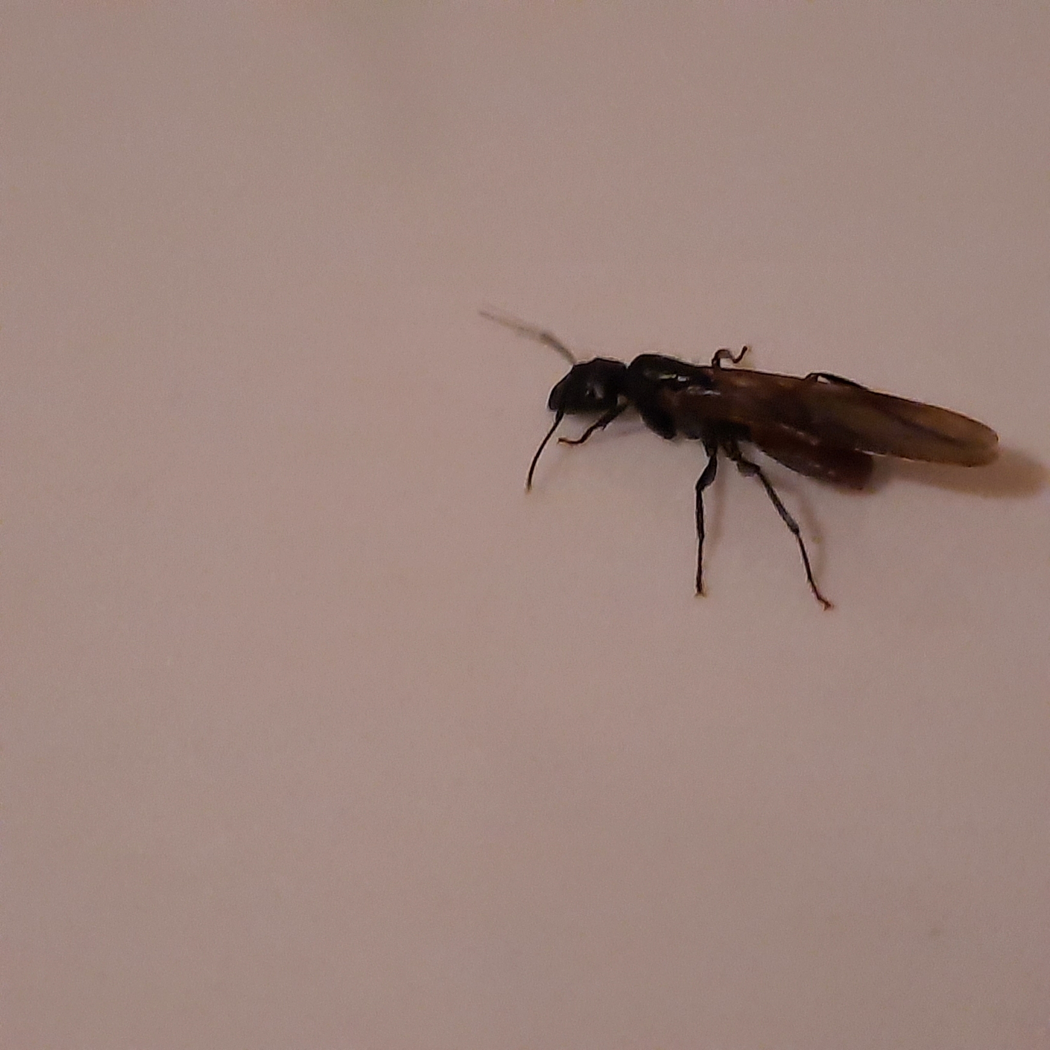 Camponotus pressipes errans