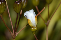 Libertia mooreae