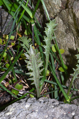 Eryngium vesiculosum