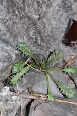 Eryngium vesiculosum