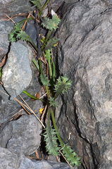 Eryngium vesiculosum