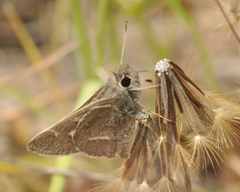 Atrytonopsis pittacus