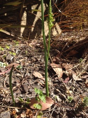 Microtis unifolia