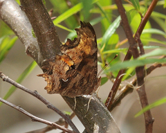 Polygonia satyrus
