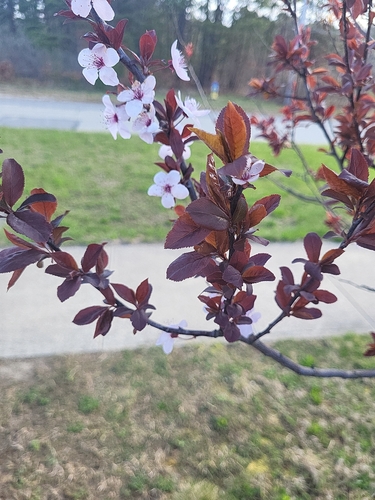 Prunus x cistena, photographed by an iNaturalist contributor