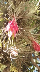 Tillandsia erubescens