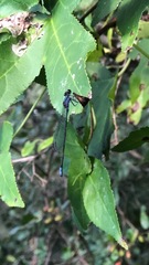 Enallagma cardenium