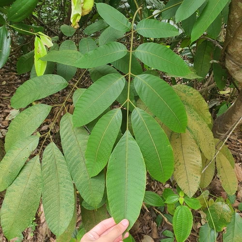Santiria tomentosa observed 2023-02-02