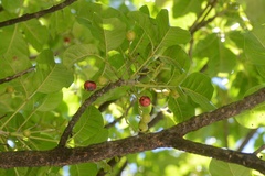 Vitex lucens