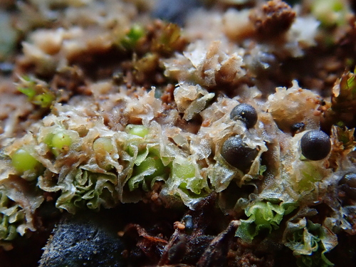 Spanish Frillwort (Fossombronia caespitiformis)