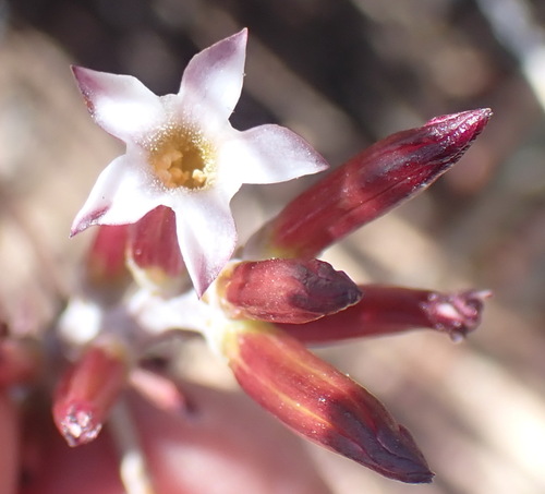 Adromischus inamoenus