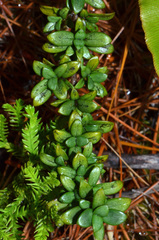 Coprosma pseudocuneata