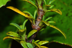 Coprosma pseudocuneata