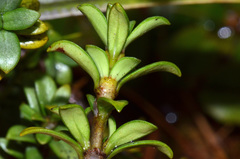 Coprosma pseudocuneata