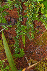 Coprosma pseudocuneata