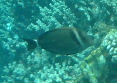 Acanthurus leucopareius