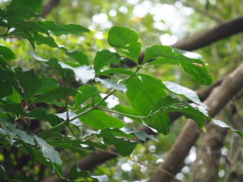 Image of Melicope pteleifolia by no rights reserved