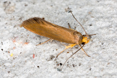 Crassa unitella
