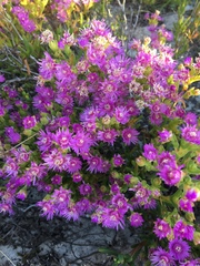 Ruschia langebaanensis