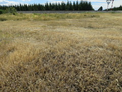 Muehlenbeckia ephedroides