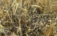 Muehlenbeckia ephedroides