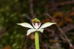 Adenochilus gracilis