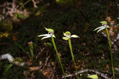 Adenochilus gracilis