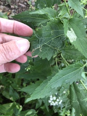 Calycomyza eupatoriphaga