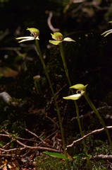 Adenochilus gracilis