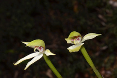 Adenochilus gracilis