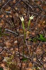Adenochilus gracilis