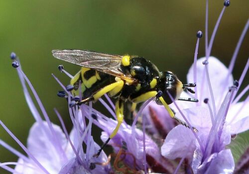 Dalmannia dorsalis