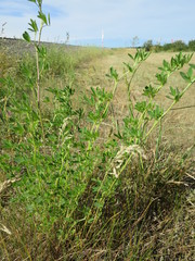 Medicago sativa sativa