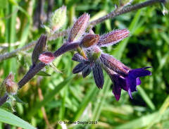 Anchusa hybrida