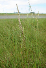 Arrhenatherum elatius elatius