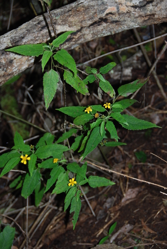 Lipochaeta fauriei observed 2014-03-04