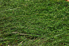 Deschampsia tenella