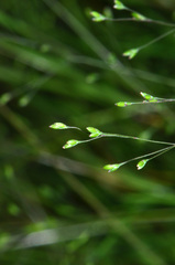 Deschampsia tenella