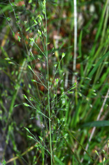 Deschampsia tenella