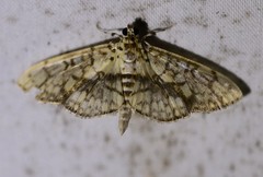 Haritalodes obliqualis