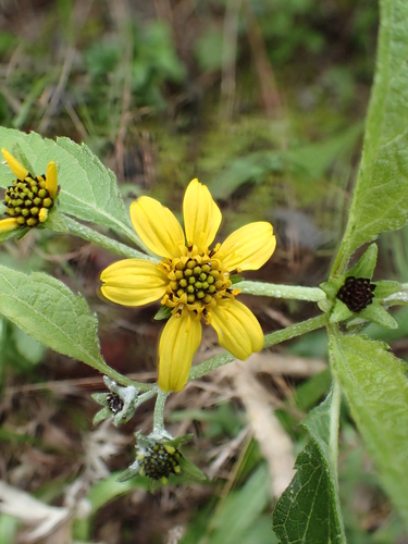 Lipochaeta fauriei observed 2015-03-05