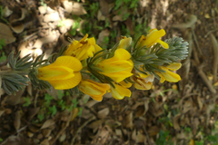 Aspalathus joubertiana