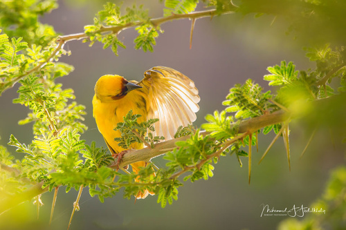 Rüppell's Weaver