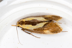 Harpella forficella