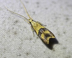 Crocanthes prasinopis
