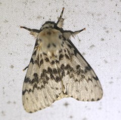 Lymantria antennata