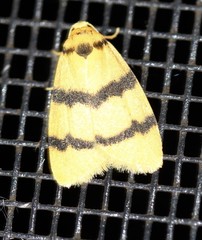 Heliosia jucunda