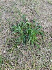 Anthyllis vulneraria