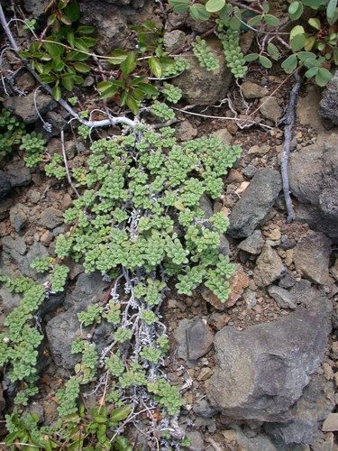 Lipochaeta integrifolia observed 2003-06-13