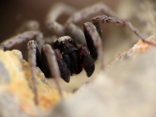 Alopecosa pulverulenta